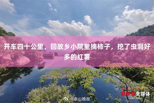 开车四十公里，回故乡小院里摘柿子，挖了虫洞好多的红薯