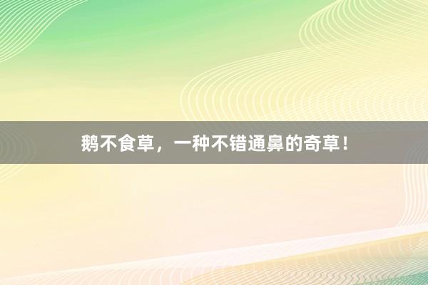鹅不食草，一种不错通鼻的奇草！